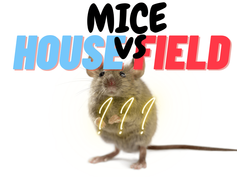 House Mice and Field Mice